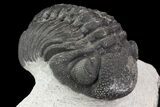 Lot: Assorted Devonian Trilobites - Pieces #76919-1